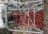 Grsharv Peecon 5 M utan hydraulik Peecon WS 500 mekanisk Ny grsharv frn Peecon.
500cm bred med mekanisk ihopfllning. Grsharv Peecon 5 M utan hydraulik