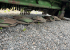 JOHN DEERE R870R BUTTERFLY SLÅTTERKROSS John Deere R870R BUTTERFLY SLÅTTERKROSS 6PIN 1000RPM
...
MNR 23203
...
PRIS EXKL. MOMS: 349.000:-
...
Vi reserverar oss för felskrivning. Kontakta alltid oss innan du åker och tittar, så vi kan säkerställa att maskinen finns på plats.
 JOHN DEERE R870R BUTTERFLY SLÅTTERKROSS